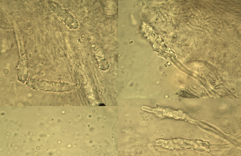 Flaviporus brownii mikro